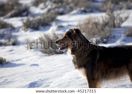 Profile of a dog standing in the snow panting