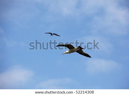 Two birds flying with wings spread in a blue sky with clouds