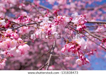 Cherry blossoms in pink color