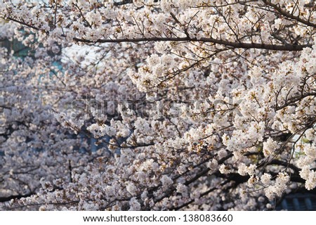 Cherry blossoms in full bloom version