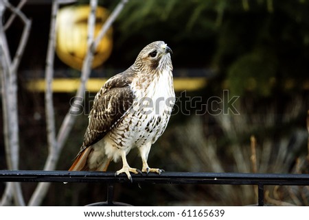 A falcon sits on a fence in the city of New York