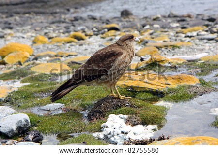 Falcon bird on the coast of the Beagle canal in Ushuaia, Argentina