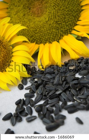 Sunflower and sunflower seeds