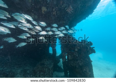 School of fish swimming over the propeller of a sunken ship