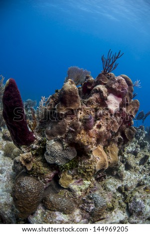 Coral head with start and lettuce leaf coral