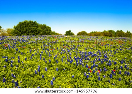 A hill full of blue bonnets and poppies