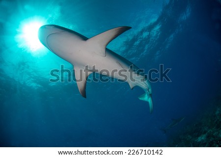 A reef shark passing over head of a diver