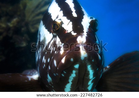 A friendly  nassau grouper in the sea of Abaco, Bahamas