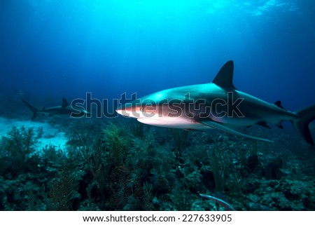 Reef sharks swimming over the reef