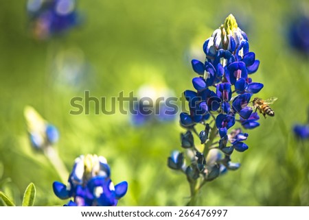 The pollinator honey bee pollinates a Texas Blue bonnet