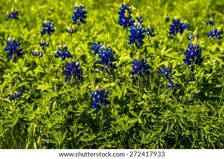 Spring blue bonnets in Texas
