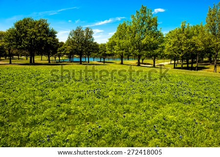 A field of blue bonnets leading to a lake