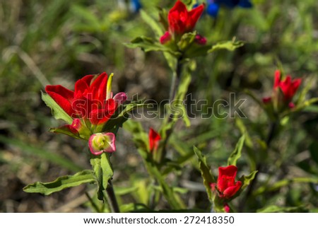 Indian paint brush in early spring in Texas