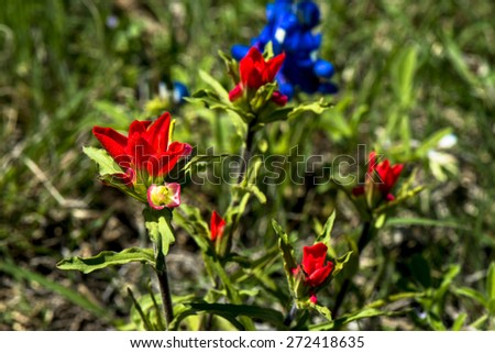 Indian paint brush and blue bonnets in the spring