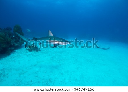 Reef shark swimming around the reef