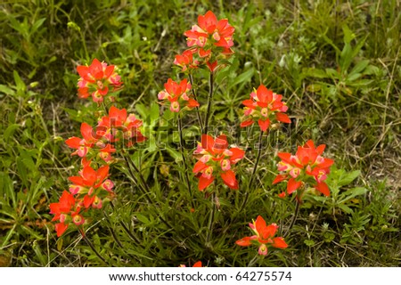 Indian paint brush tend to grown individually but ocassionally in clumps.
