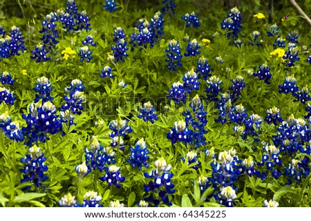 The blue bonnets in Texas add a wonderful blue color to many country roads.