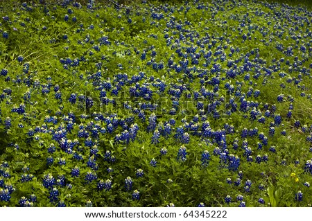 Texas blue bonnets fill the spring with swaths of blue flowers.