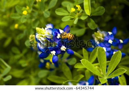 This honey bee seemed quite content to stay around the field of blue bonnets.