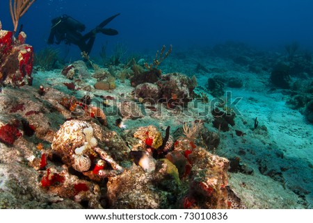 Bicolored Damsel fish swimming up the reef.