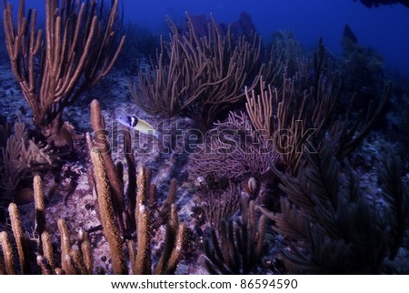 Blue head fish with sea rods