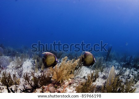 French angel fish swimming near sea plume