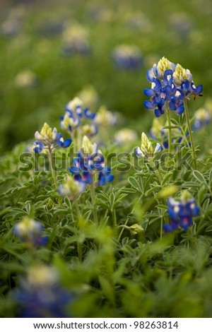 Fields of blue bonnets in Texas.