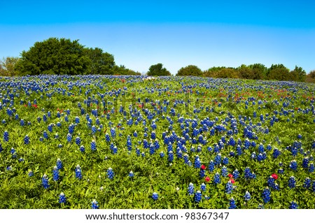 Fields of blue bonnets
