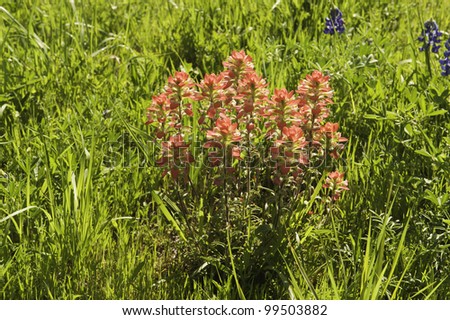 Indian paint brush in the spring