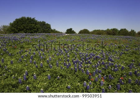 Blue bonnet fields