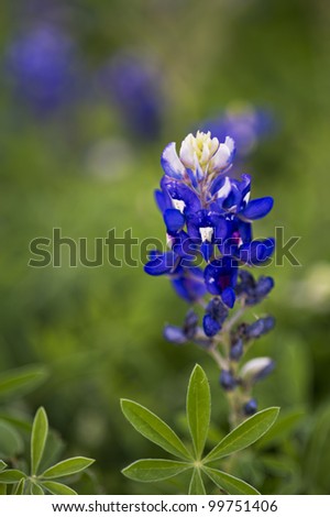 Blue bonnets in the spring