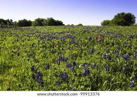 Fields of blue bonnets