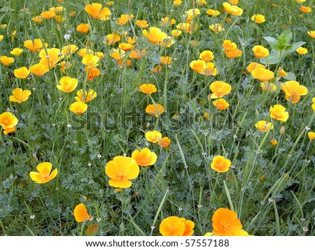 California Poppy/Yellow Poppy