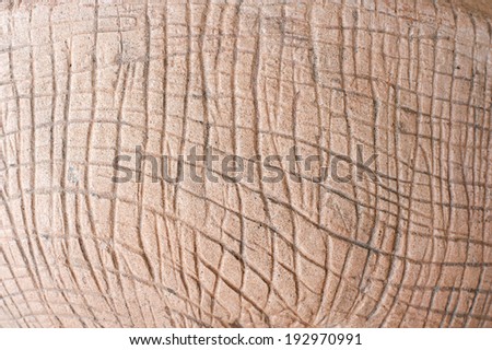plaster elephant skin texture