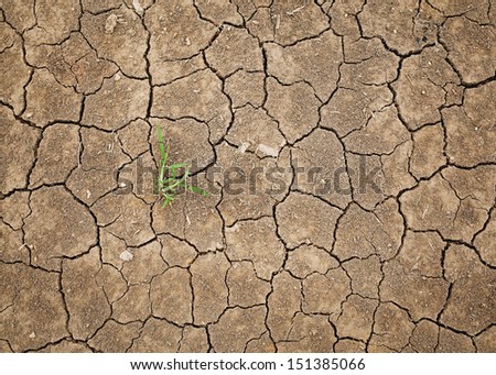 grass in dry cracked soil (global warming)