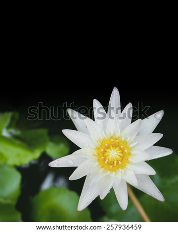 white lotus over black background