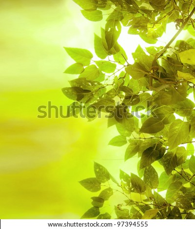 season change (green leaves and branches background)