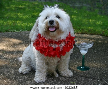 Party-animal maltese with a margarita glass.