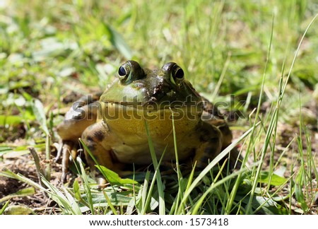 Head-on, eye-level portrait of a bullfrog in the grass.