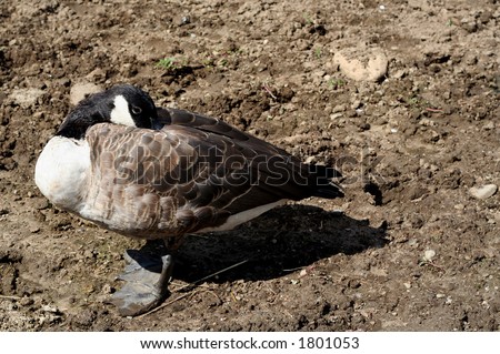 Sleepy Canadian goose with its head buried in its feathers on its back.