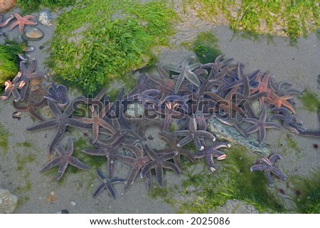 Small tidal pool filled with pink starfish.