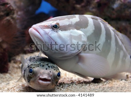 Two fish buddies, a grouper and puffer fish, enjoy each other\'s company.