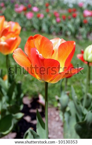 Fully open, bright orange tulip in the springtime sun.