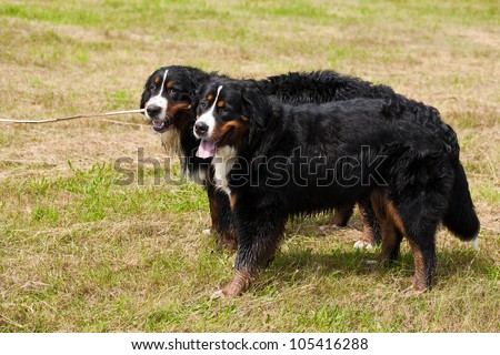 Bernese mountain dog (bernese sennenhund): happy couple in the countryside