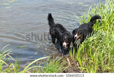 Bernese mountain dog (bernese sennenhund): happy couple  swimming in the river in the countryside