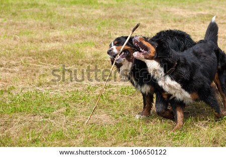 Bernese mountain dog (bernese sennenhund): happy couple in the countryside
