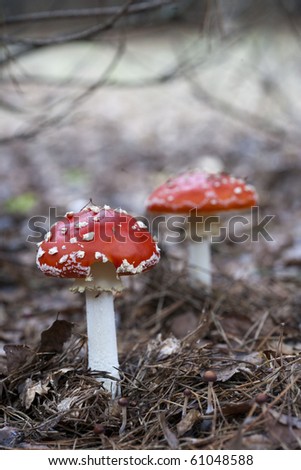 Two toadstools in forest litter in autumn. Lots of copyspace and room for text on this isolate.