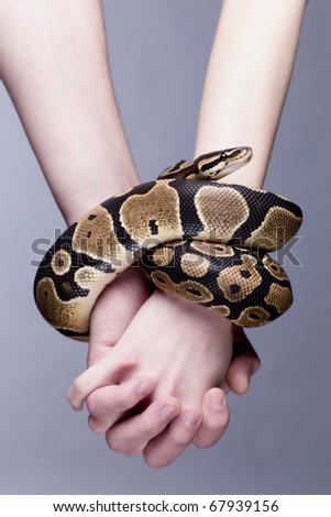 Macro shot of man and woman holding each others hands, which are connected with royal python snake; grey background, a lot of copyspace available