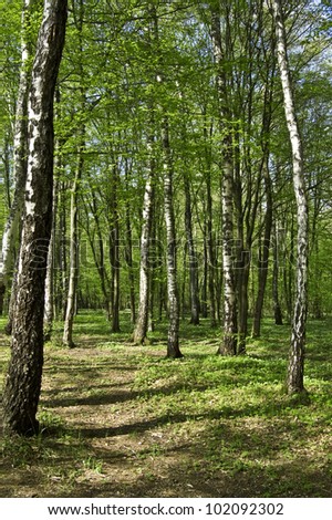 birch forest in the photo