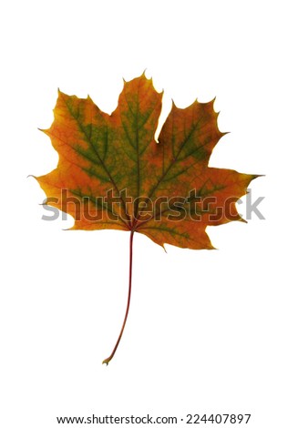 Colorful autumn maple leaf. isolated on white